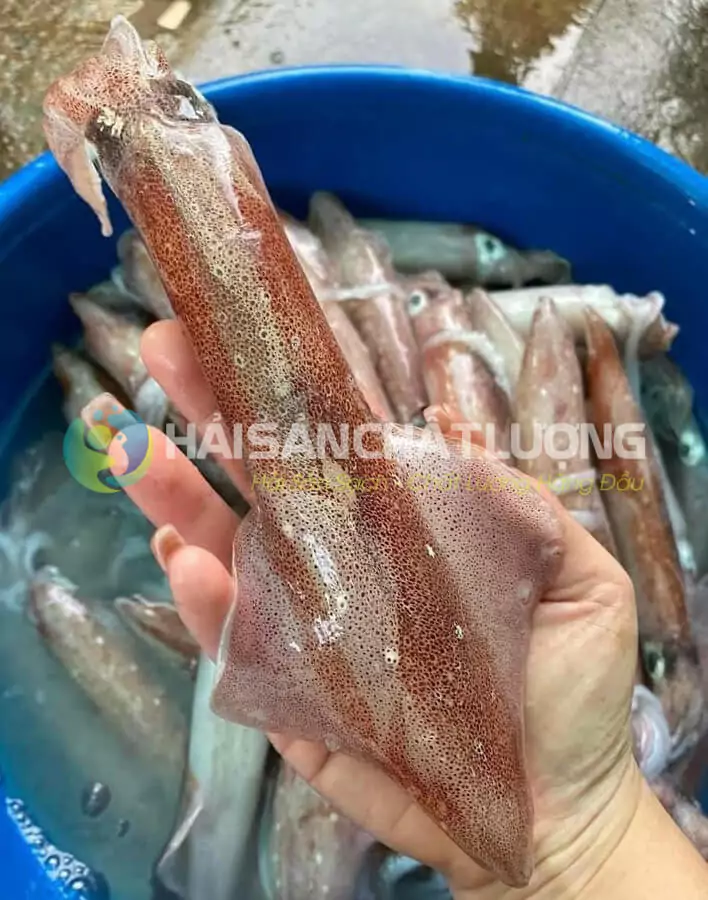 Mực ống tươi sống