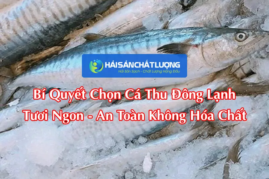 Bí Quyết Chọn Cá Thu Đông Lạnh Tươi Ngon, An Toàn Không Hóa Chất