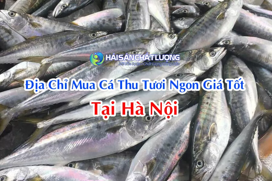 Địa Chỉ Mua Cá Thu Tươi Ngon Giá Tốt Tại Hà Nội