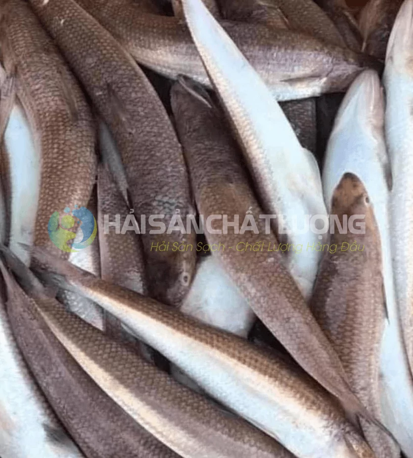 Cá Mối
