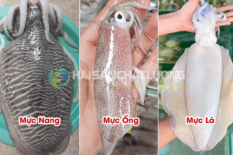 Một số loại Mực phổ biến nhất trên thị trường hiện nay