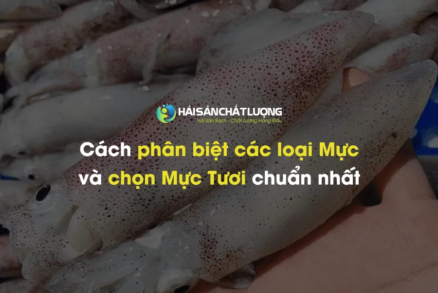 Cách phân biệt các loại Mực và chọn Mực Tươi chuẩn nhất
