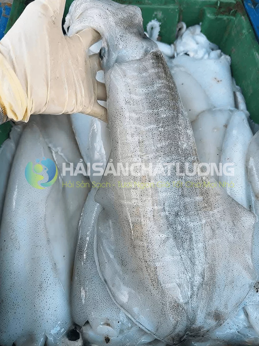 Mực Lá tươi ngon giá tốt tại hải sản chất lượng
