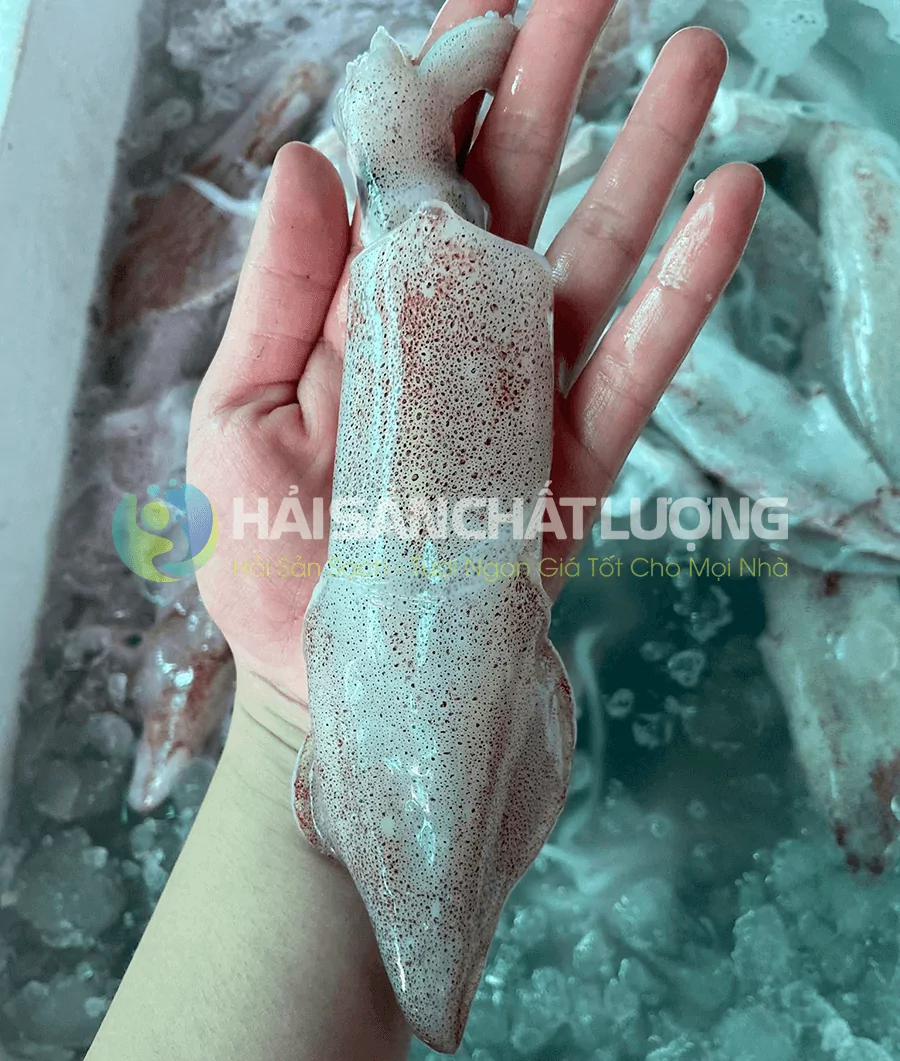 Mực Ống tươi ngon giá tốt tại hải sản chất lượng