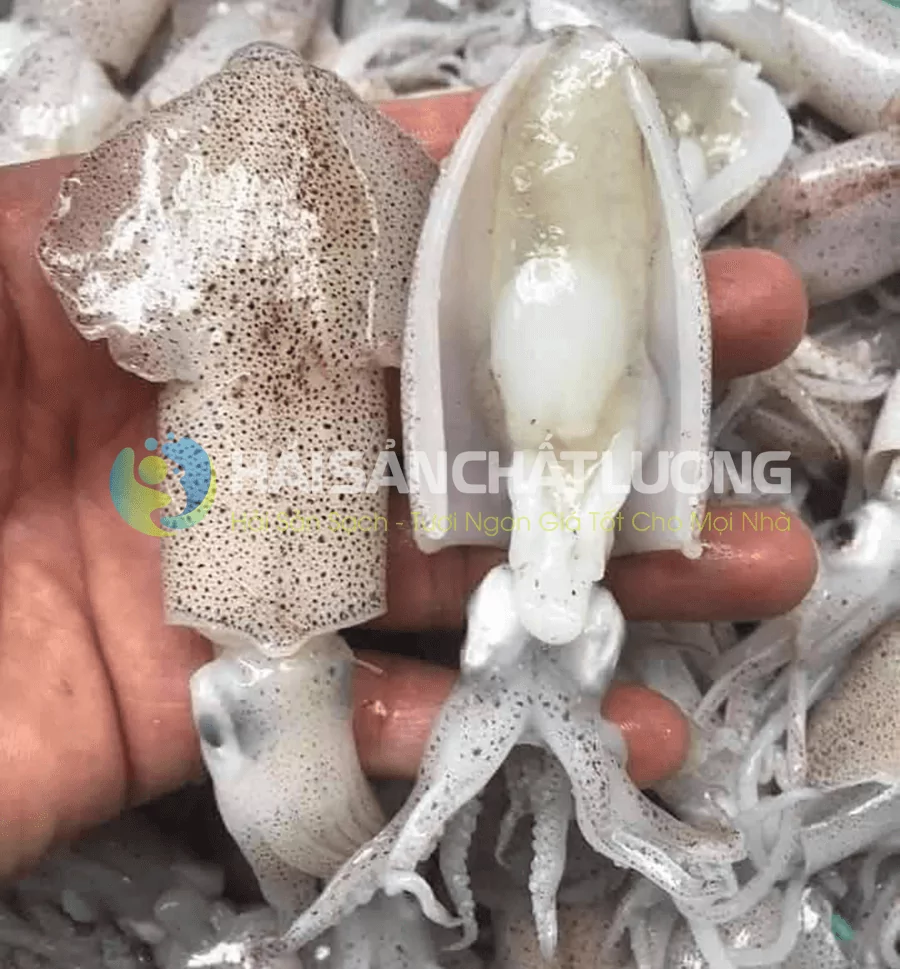 Mực Sim tươi ngon giá tốt tại hải sản chất lượng