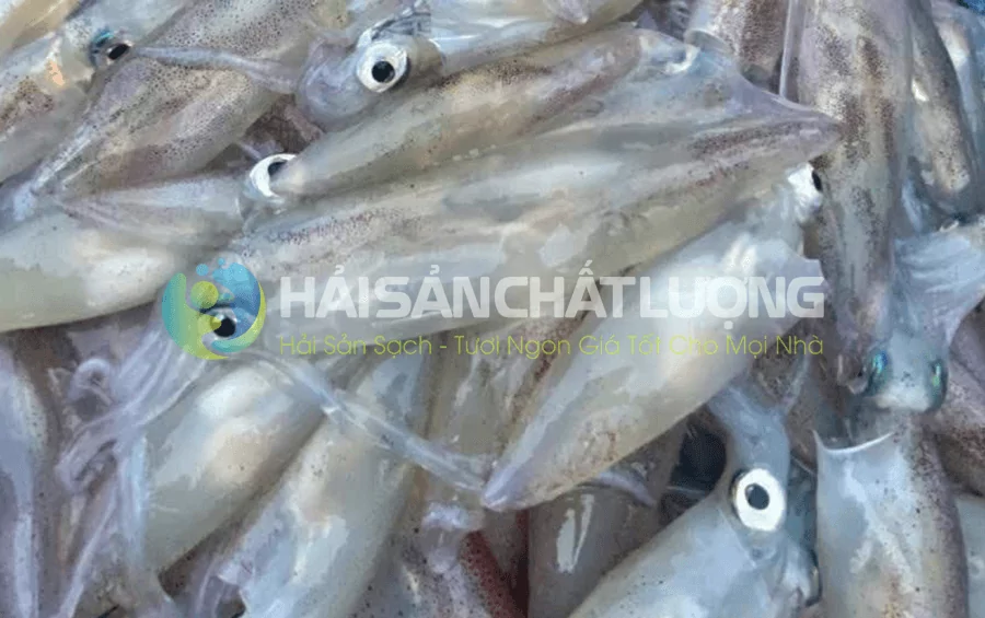 Mực Trứng tươi ngon giá tốt tại hải sản chất lượng