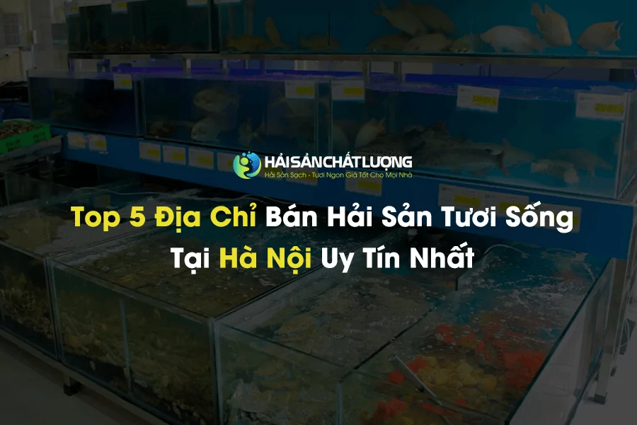 Top 5 Địa Chỉ Bán Hải Sản Tươi Sống Tại Hà Nội Uy Tín Nhất