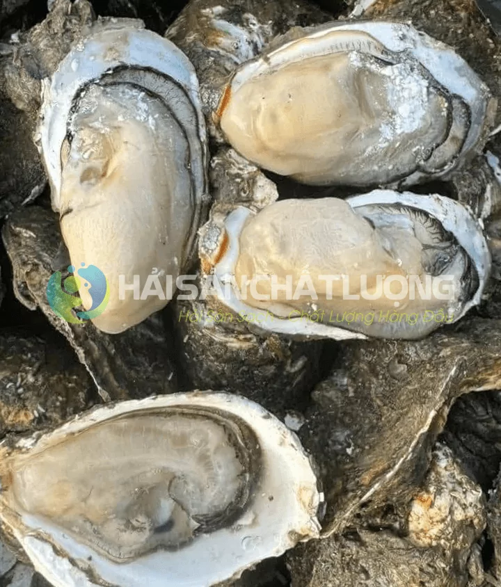 Giá trị dinh dưỡng từ ruột hàu