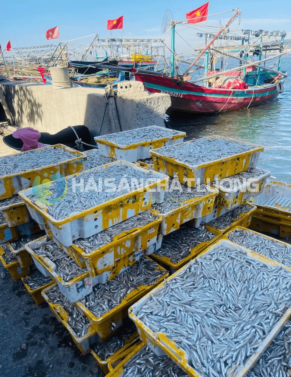 Giá bán cá cơm mới nhất