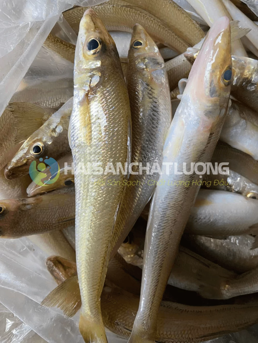 Cá bống đục là gì