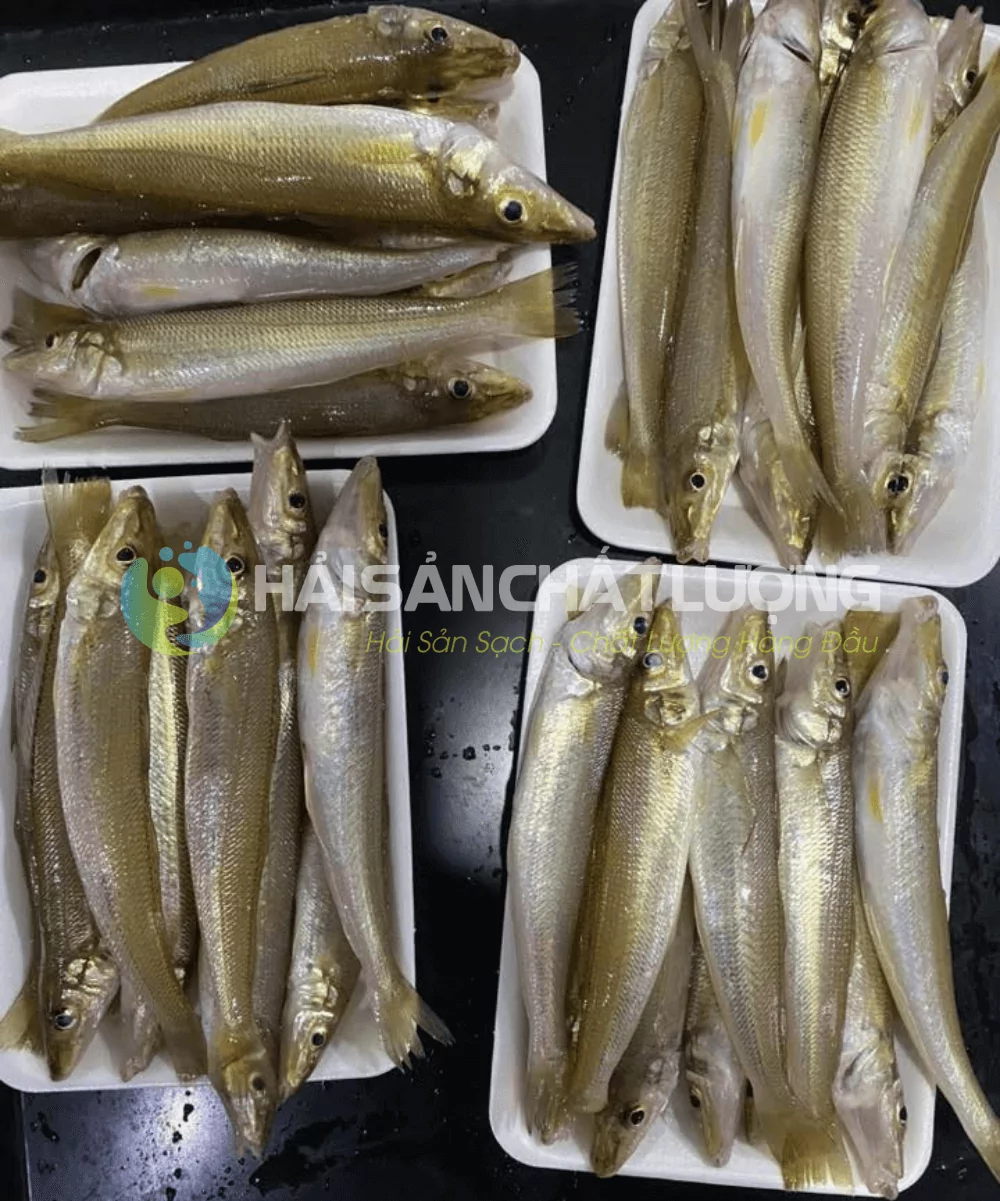 Cách bảo quản cá bống đục đúng cách