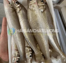 Cá Bống Đục