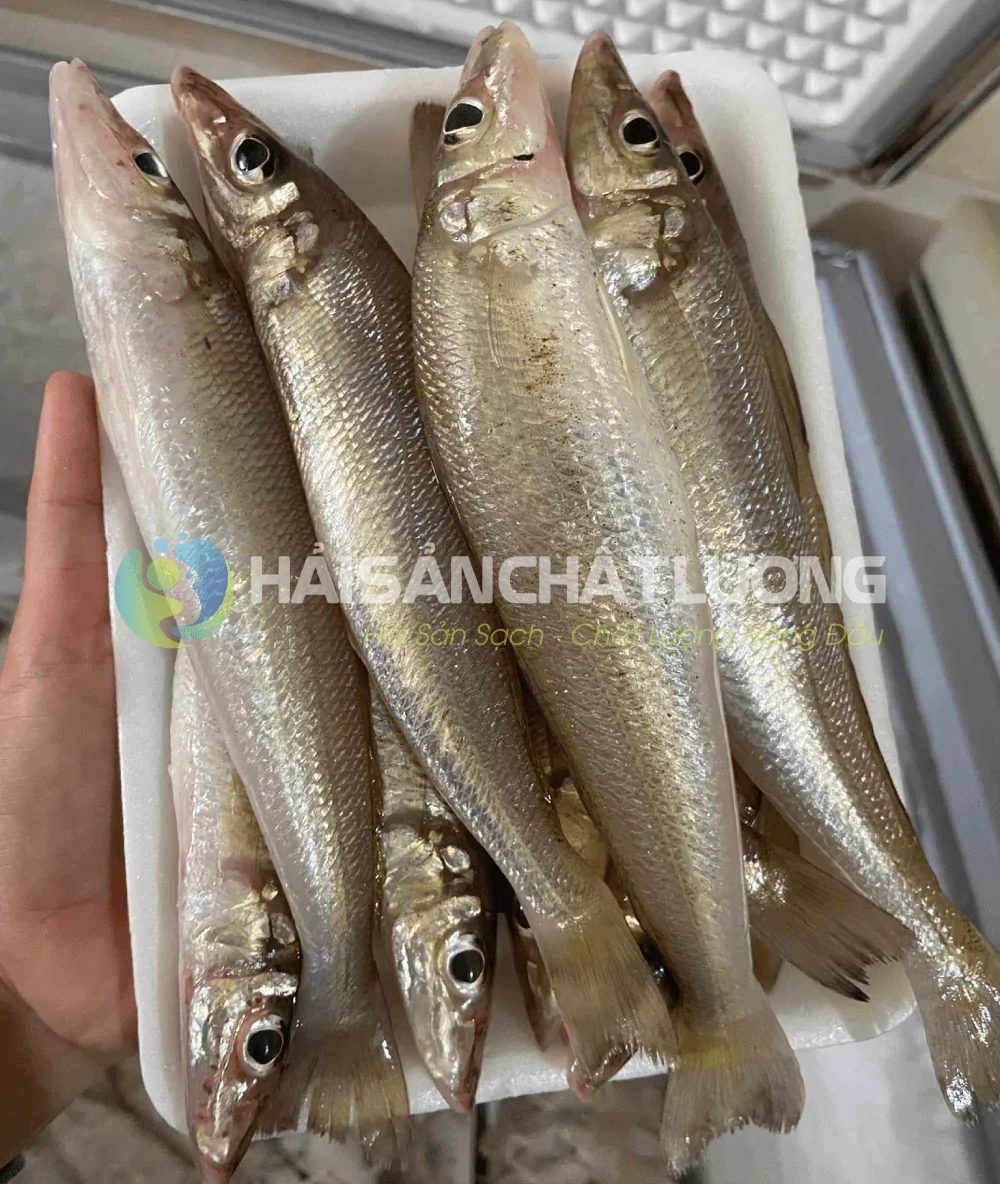 Cá Bống Đục