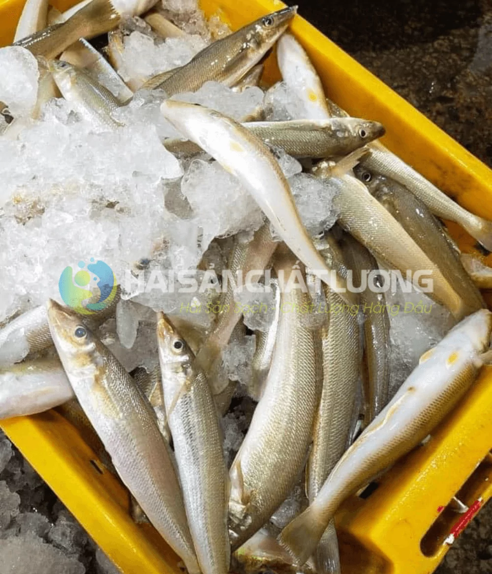 Giá cá bống đục bao nhiêu 1kg?