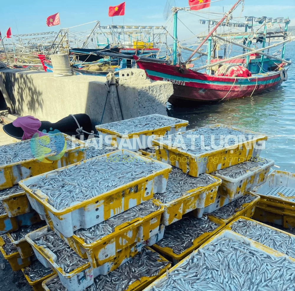 Cá cơm tươi ngon được đánh bắt từ biển Hải Hậu - Nam Định Cá cơm tươi ngon được đánh bắt từ biển Hải Hậu - Nam Định