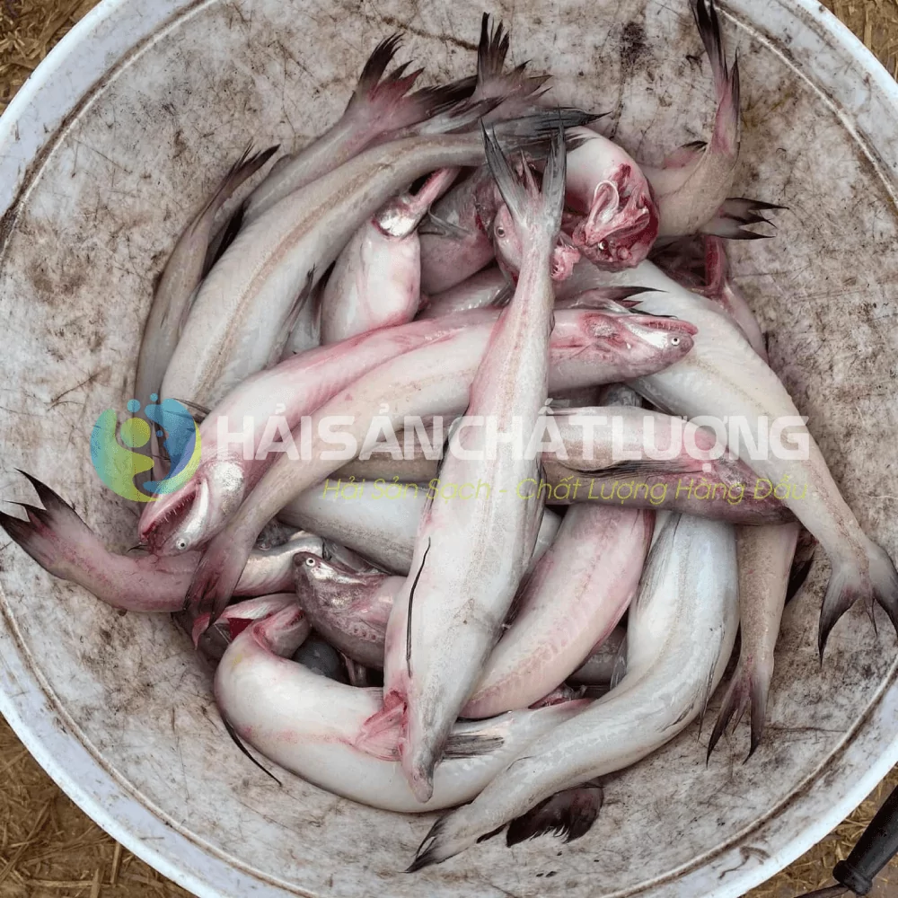 Cá khoai Nam Định
