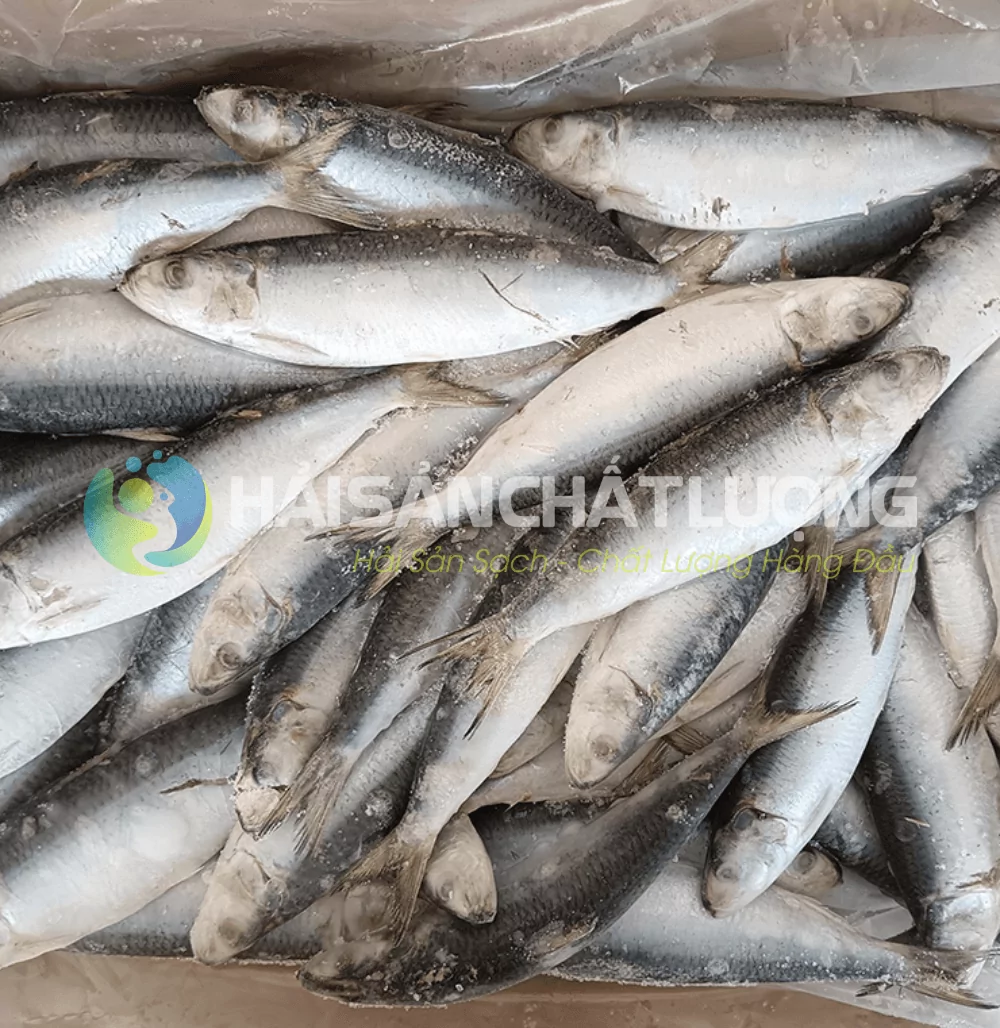 Cá Mòi đông lạnh Hải Sản Chất Lượng