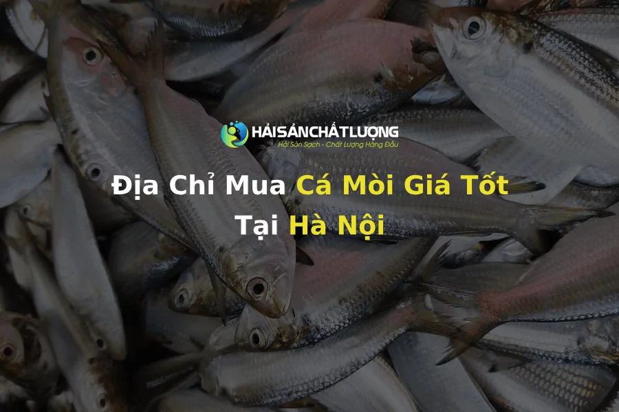 Địa Chỉ Mua Cá Mòi Giá Tốt Tại Hà Nội